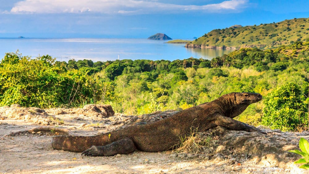 A Komodo Dragon off Rinca island near Flores