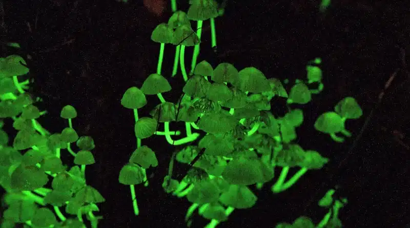 Glow in the dark mushrooms Malaysia