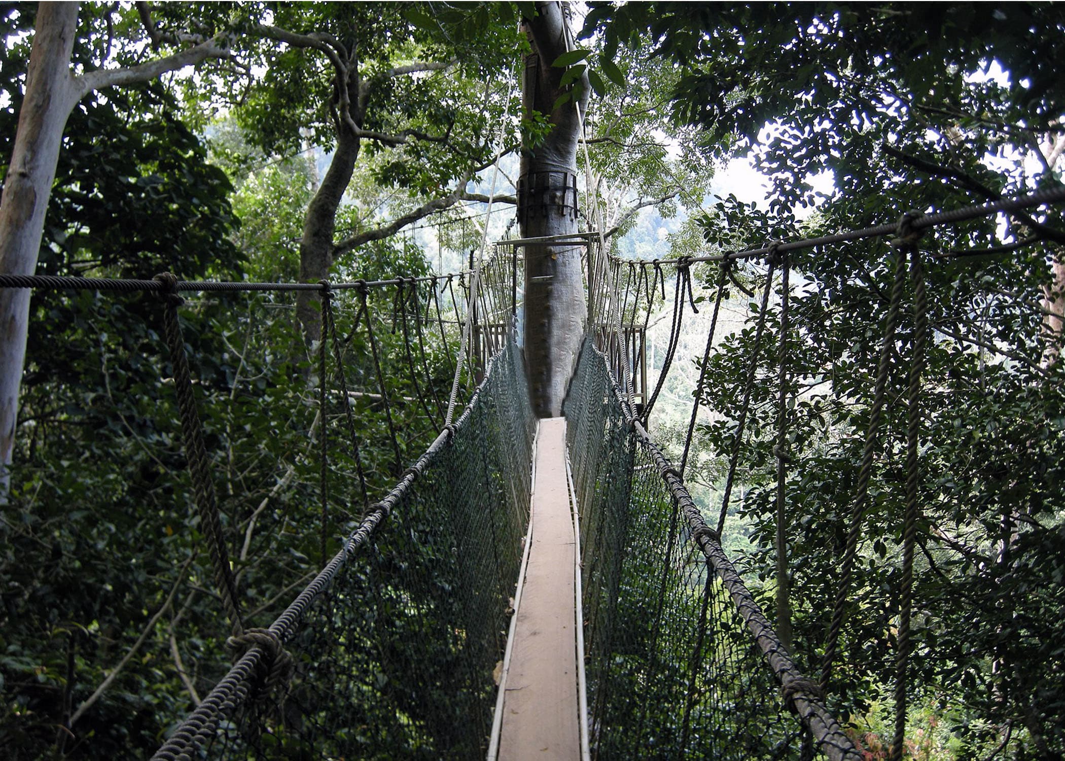 One of dozens of suspension bridges of the Taman Negara Canopy Walk in Malaysia