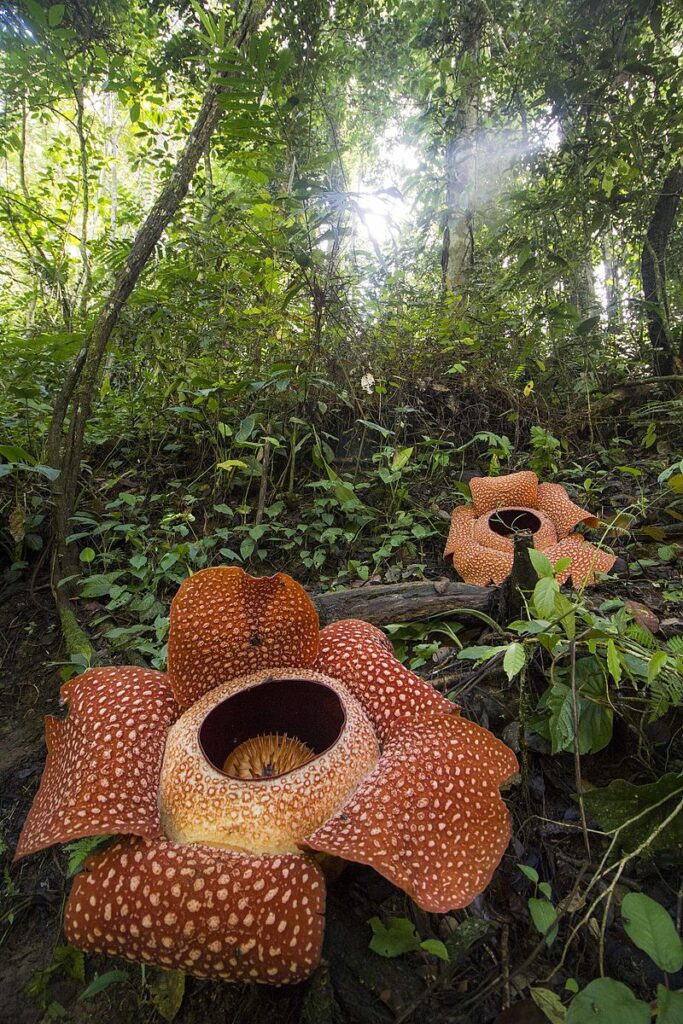 Rafflesia Corpse Flower in Bloom