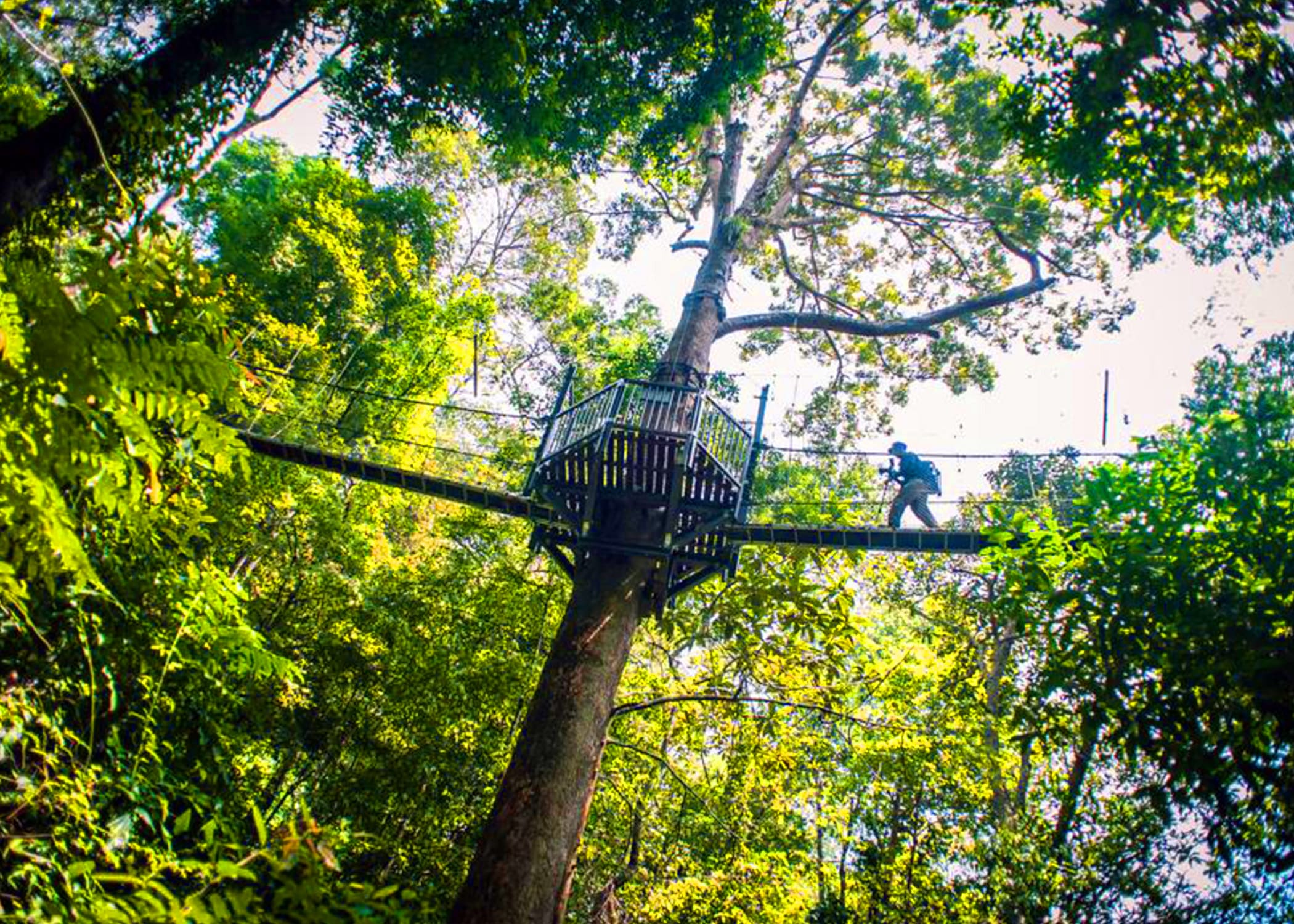 A shot of one of the many suspension bridges of the Taman Negara Canopy Walk