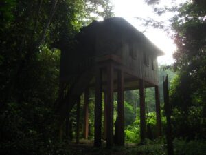 A Jungle Hide in Taman Negara rainforest in Malaysia