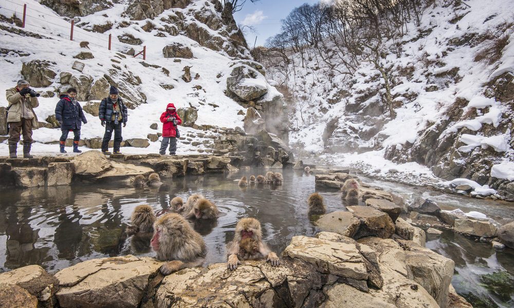 Onlookers watch monkeys take to the healing waters of the Thermal Hot Springs of Nagano