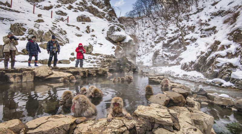 Onlookers watch monkeys take to the healing waters of the Thermal Hot Springs of Nagano