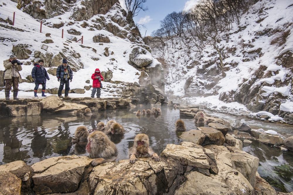 Onlookers watch monkeys take to the healing waters of the Thermal Hot Springs of Nagano